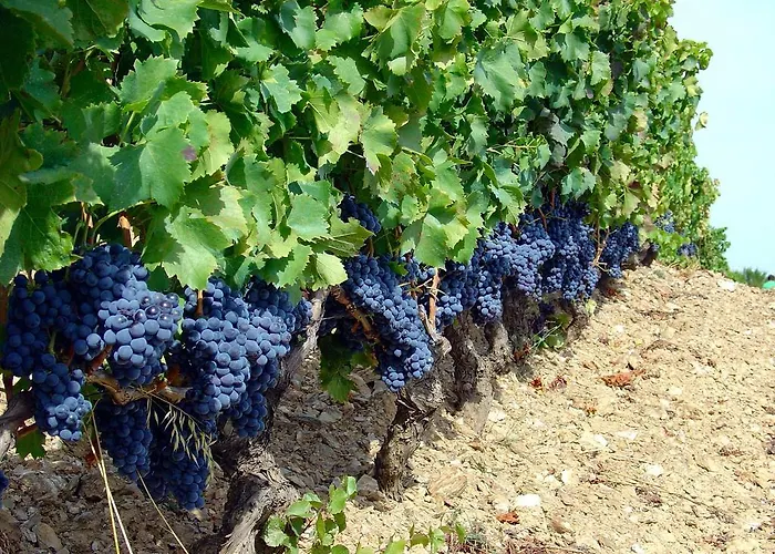 아파트 Serranello Azienda Agricola *