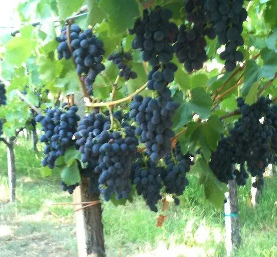 아파트 Serranello Azienda Agricola